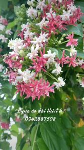 Áo đai màu xanh áo dài truyền thống thướt tha rủ tà và tôn dáng