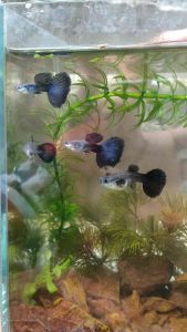 Ikan Guppy Dark Blue Halfmoon (PAIR) for aquarium & pond