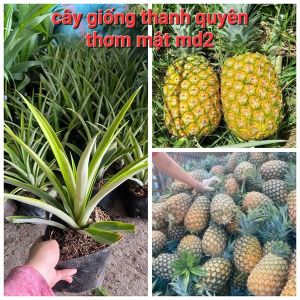 CÂY GIỐNG THƠM MẬT CAO 30-60CM CHUẨN GIỐNG 100%