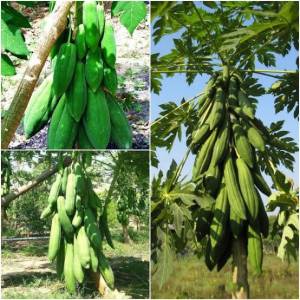 เมล็ดพันธุ์มะละกอครั่งต้นเตี้ย (ที่สุดมะละกอตำส้มตำ)