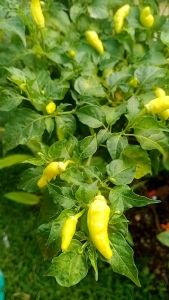 Urin Kelinci Sebagai Pupuk Organik Cair Penyubur Tanaman Bunga & Buah