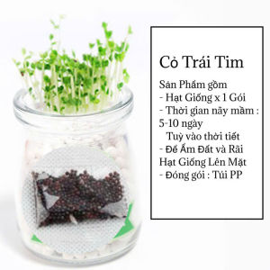 Chậu Cây Thủy Tinh Mini Bóng Cacbon Tròn Kèm Hạt Giống Cỏ Lá Đồng Xu / Đồng Tiên
