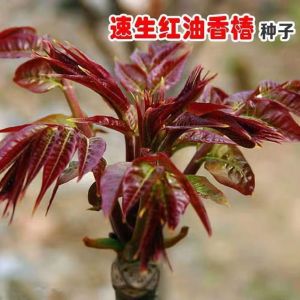 Fast-growing red oil Chinese toon suitable for growing on balconies all year round as a vegetable