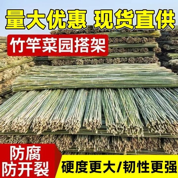 [ Shop Hot Sale ] Bamboo Pole Agricultural Bamboo Rod Bean Stalk ...