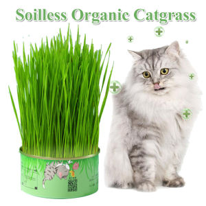 Canned Soilless Cat Grass Kit Canned Hydroponic Wheat Cat Treats Prevent Hairballs and Aid Digestion