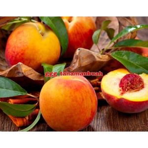 Tanaman Bibit Buah Persik Super Cepat Berbuah