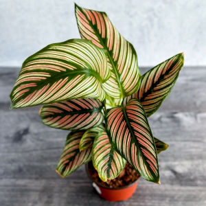 tanaman Calathea White Star: Bikin Rumah Lebih Asri