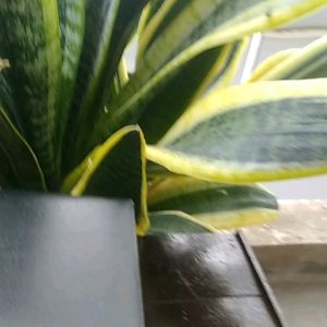 [HCM Hàng sịn] Đồng hồ LG Thụy sĩ- Kính sapphire chống trầy xướcthép không gỉ 316chuẩn máy Thụy sĩ.Tặng hộp sang trọng