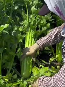 Four Seasons Large Meat Celery Seeds Spring and Autumn Sowing Thick and Crisp Celery Seeds High Yield Balcony Greenhouse Vegetable Seeds