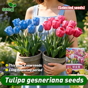 [Selected Seeds] 100pcs/pack Authentic Tulipa Gesneriana Seeds for Planting (Fast Growing) Rare Tulips mix plant seeds perennial indoor best tulip Bonsai Seeds for Planting Flowers Potted Flowering Plants Seeds Indoor Potted Live Plant Seeds