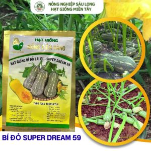 Hạt giống bí đỏ SUPER DREAM 59 Đồng Tiền Vàng gói 11gram