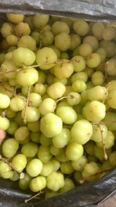 Buah ceremai segar dadakan 500gr