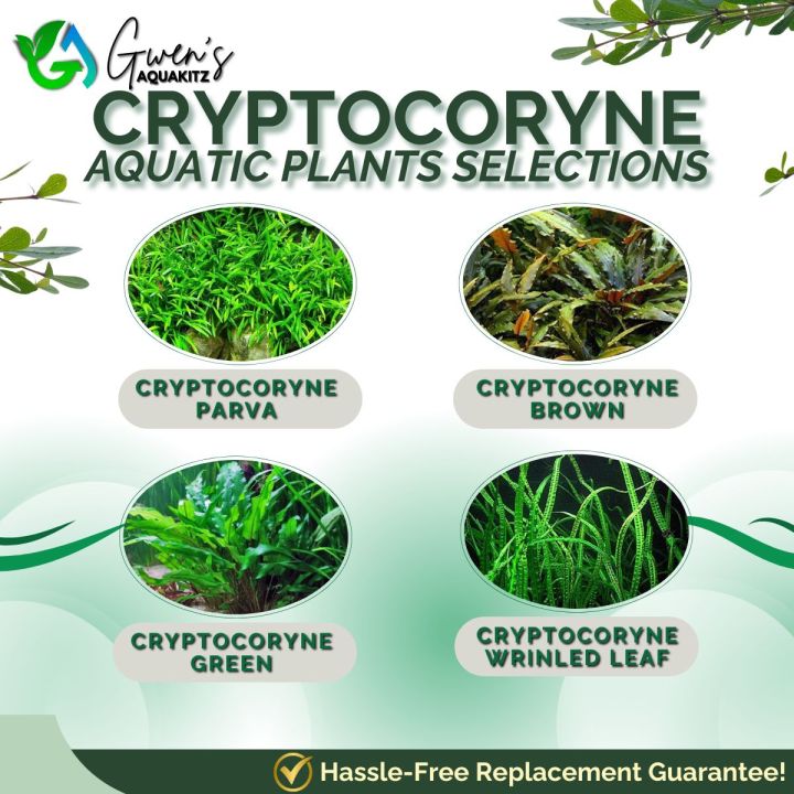 CRYPTOCORYNE SELECTION by Gwen's Aquakitz - Crypto Green, Brown