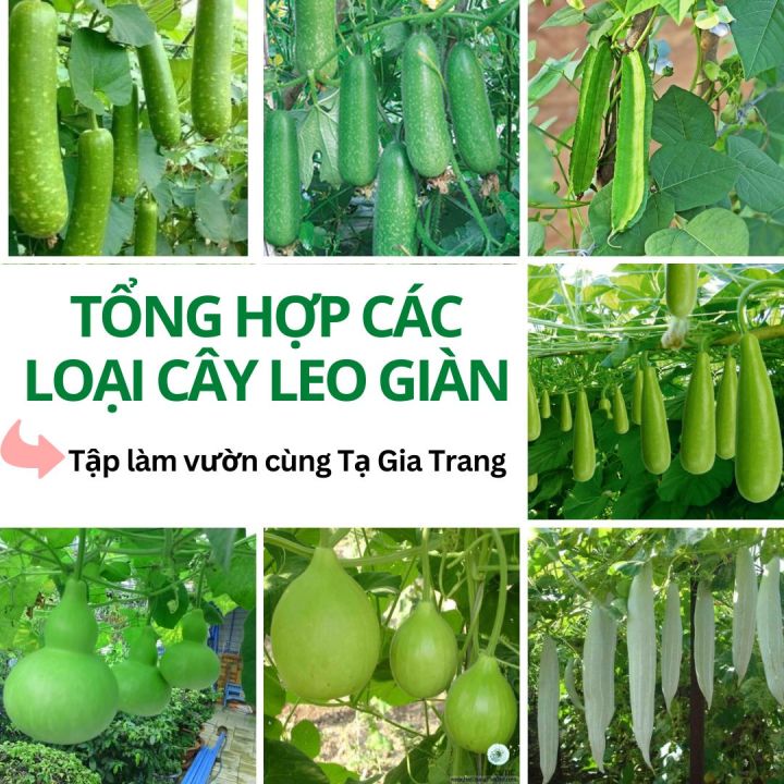 Tổng hợp các loại hạt giống cây leo giàn, năng suất cao, chịu nhiệt tốt ...
