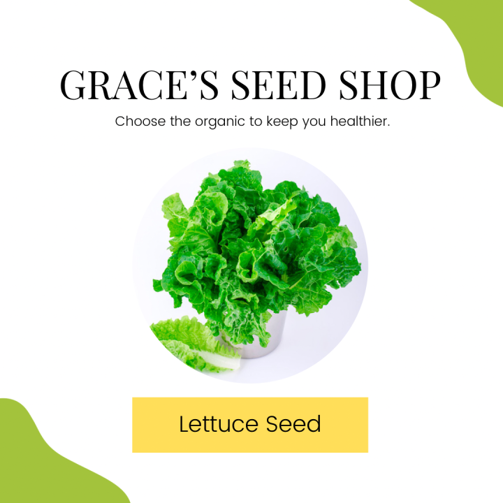 Four Season Lettuce seeds vegetable seeds For Garden Easy To Grow In Philippines Lazada PH
