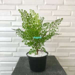 Tanaman Plastik Daun Tapak Ikan Pari X1 Latex Artificial Pot Dasar Hitam Pajangan Dekorasi Ruangan Tanaman Hias Aesthetic