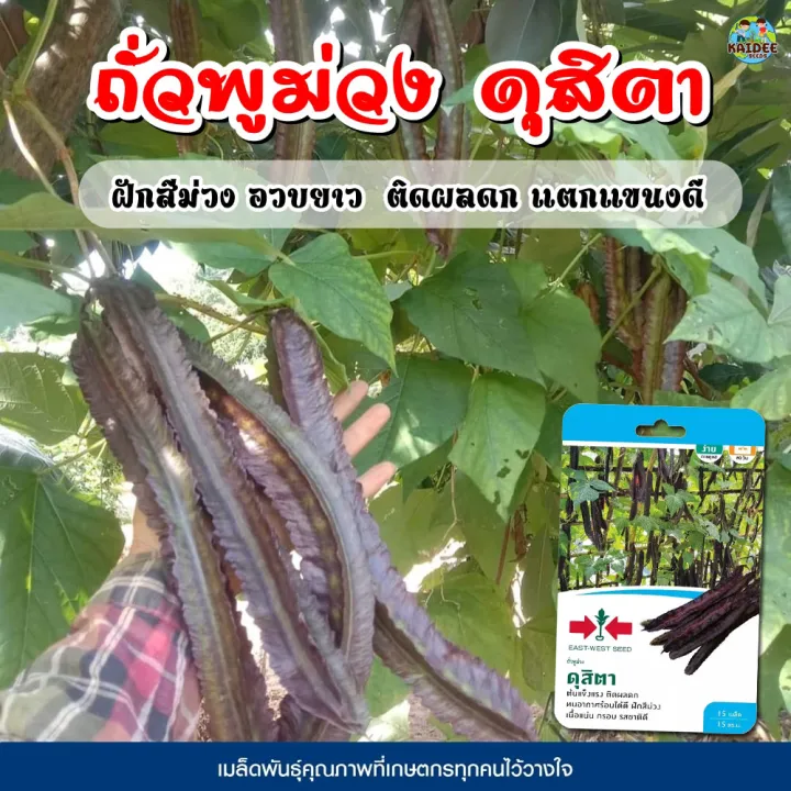 เมล็ดถั่วพูม่วง ดุสิตา ตราศรแดง ทนร้อน