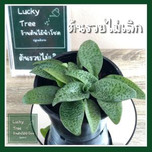 ต้นรวยไม่เลิก ต้นไม้ฟอกอากาศ พร้อมกระถาง 5.5 นิ้ว ต้นไม้มงคลนาม