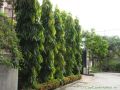 CÂY GIỐNG CÂY HOÀNG NAM - TÙNG ẤN ĐỘ, CÂY KHỎE ĐẸP. 
