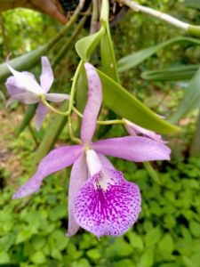 🚛 ส่งฟรี กล้วยไม้แคทลียา คอมพิวเตอร์ 5-6 ดอกต่อช่อ สีชมพูสดใส ปากลาย ออกดอกเก่ง เลี้ยงง่าย อดทน ชอบร่มรำไร น้ำหนัก รดน้ำ 18+ ผู้ใหญ่ วัยทำงาน ของฝาก ข้อพิมพ์: ปริมาณ 50 ล้าตัว