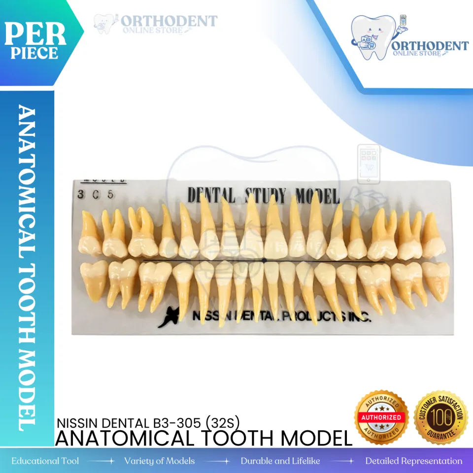 Orthodent2021 | Nissin Anatomical Model B3-305 High-Quality Dental