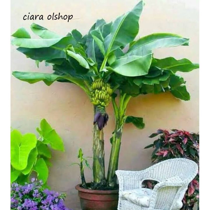 Bibit pisang mini cebol morosebo bisa berbuah meskipun pohon pendek