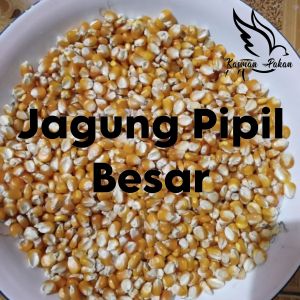 Jagung Pipil Besar Burung Merpati
