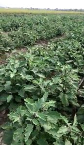 One Z Green Terong Pupuk Organik 1 Liter Melebatkan Buah/Memperbesar Buah/Menyuburkan/Mencegah Penyakit Busuk Akar