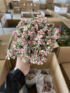 CHẬU CÂY SEN ĐÔ LA MÊ NHƯ ẢNH_ HÀNG SỈ GIÁ RẺ