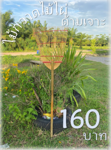 ไม้กวาดไม้ไผ่ด้ามเจาะ เเข็งเเรงทนทาน  รมควัน เคลือบวานิช กันเชื้อราอย่างดี พร้อมส่ง กวาดใบไม้ต่างๆใช้โกยมูลวัว มูลหมู