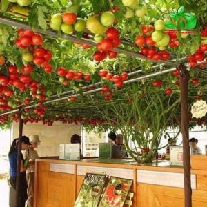 Hạt giống Cà chua bạch tuộc leo giàn ( 1 gói 10 hạt ) - TẶNG kèm 5 viên nén ươm hạt