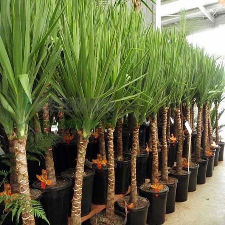 ph%C3%A1t%20t%C3%A0i%20n%C3%BAi%201%20th%C3%A2n%20%C4%91%E1%BA%B9p%20-%20Image%206