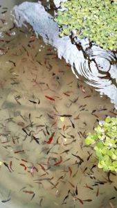 SUPER B Black Water sauk ikan laga betta gromming  ubat ikan  pati ketapang  daun ketapang  akira  air ikan  fish food  medicine