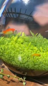 ชุดน้ำสำหรับตู้ปลา การทำน้ำให้บริสุทธิ์ การตกแต่งตู้ปลา การทำให้คุณภาพน้ำบริสุทธิ์