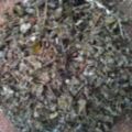 Chè Dây Leo(trà dây rừng). 