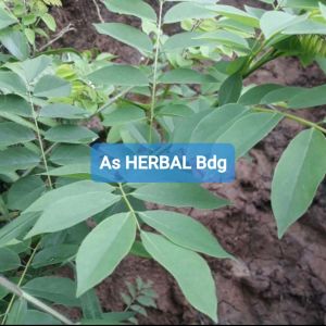 Daun gamal segar 1 kg petik langsung-az