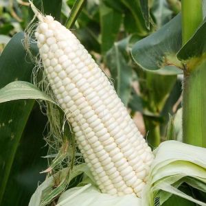 Corn Seeds Collection: Glutinous Corn Seeds Fruit Corn Seeds Sweet Corn Seeds Colorful Glutinous Sweet Corn Seeds