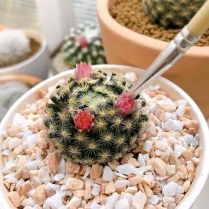 พู่กันผสมเกสรแคคตัส และ อุปกรณ์ตักดินน่ารักๆ คุ้มสุดๆที่ทุกบ้านต้องมี