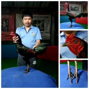 ไข่ไก่ชนสายเลือดเงินล้านภาคเหนือราคาฟองละ 120บาท - โปรโมชั่นซื้อ 3ฟองแถมอีก 1ฟอง, ซื้อ 5ฟองแถมอีก 2ฟอง