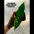 Anthurium Iron Giant Variegata. 