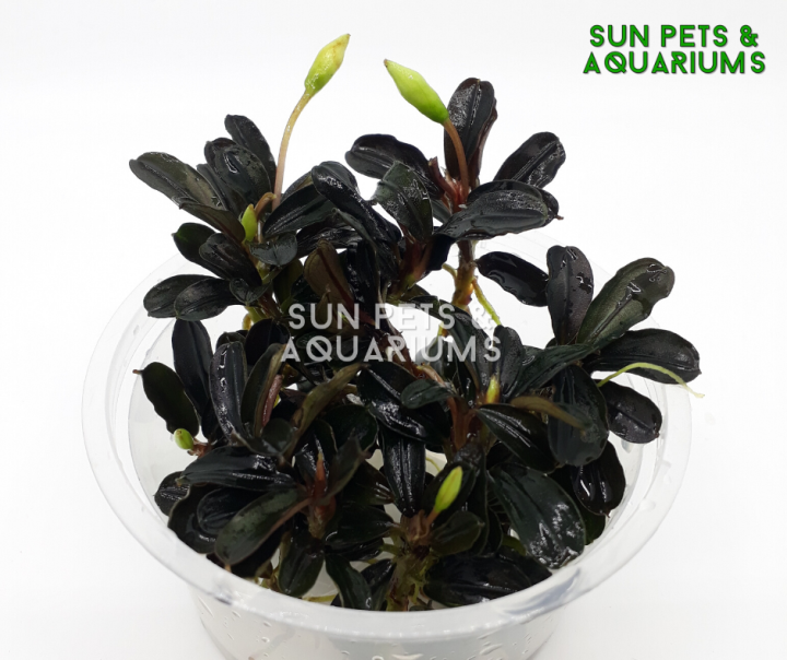 BUCEPHALANDRA KEDAGANG MINI ROUND FRESHWATER PLANT X 3 STOCKS
