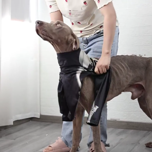 Dog Clothes All Breeds Halloweens Skeletons Print Costume Hoodies Shirt Bichon 4Leg Sweatshirt Dog Festival Outfit