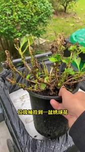 芽动力植物活力素促生根养花卉肥多肉通用浓缩营养液水溶肥花肥