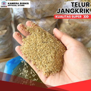 telur jangkrik untuk budidaya jangkrik alam kualitas super siap kirim ke seluruh indonesia