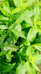 Daun sambiloto segar per 100 gram