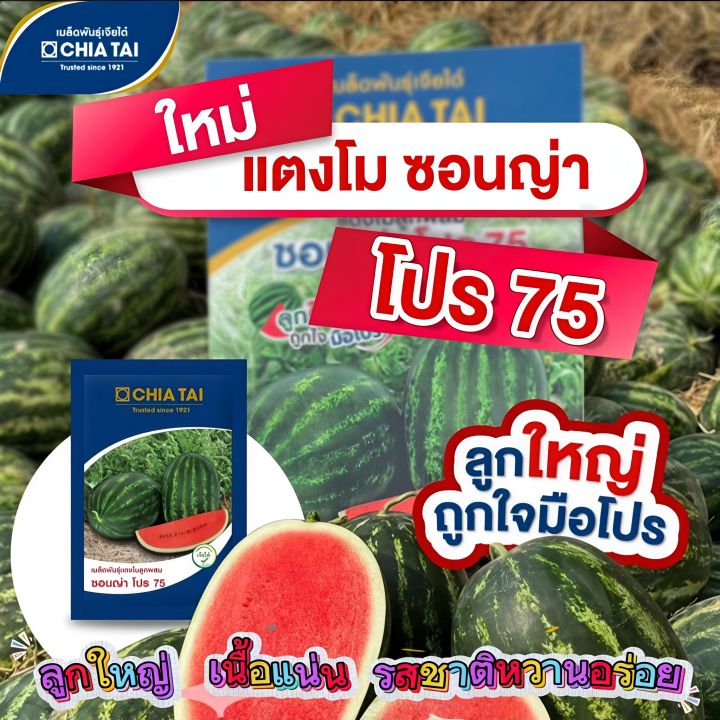เมล็ดแตงโมซอนญ่าโปร 75 F1 ตราเจียไต๋ ผลใหญ่รสชาติอร่อย