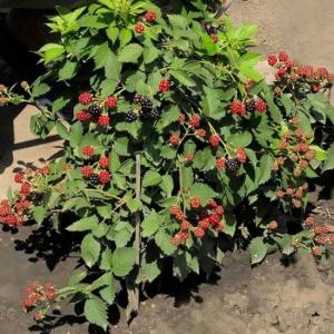 Blackberry Seedling (Rubus fruticosus) -  - Anak Pokok Blackberry - ब्लैकबेरी पौधा Blackberry Seedling – Juicy Dark Berries Antioxidant-Rich Fast Growing Vine Edible Fruit Plant Balcony-Friendly LIVE STARTER PLANT