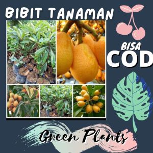 Bibit Tanaman Buah Leci Biwa Super manis