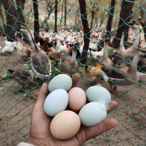 Free Rope 20M/50M/100M Chicken Net Fence Green Net Free Range Chicken Net 100 Meters for Poultry Outdoor Fishing Net