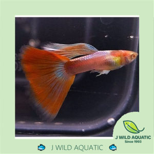 [J Wild Aquatic]—— Albino Sky Red Guppy 白化天空红孔雀鱼